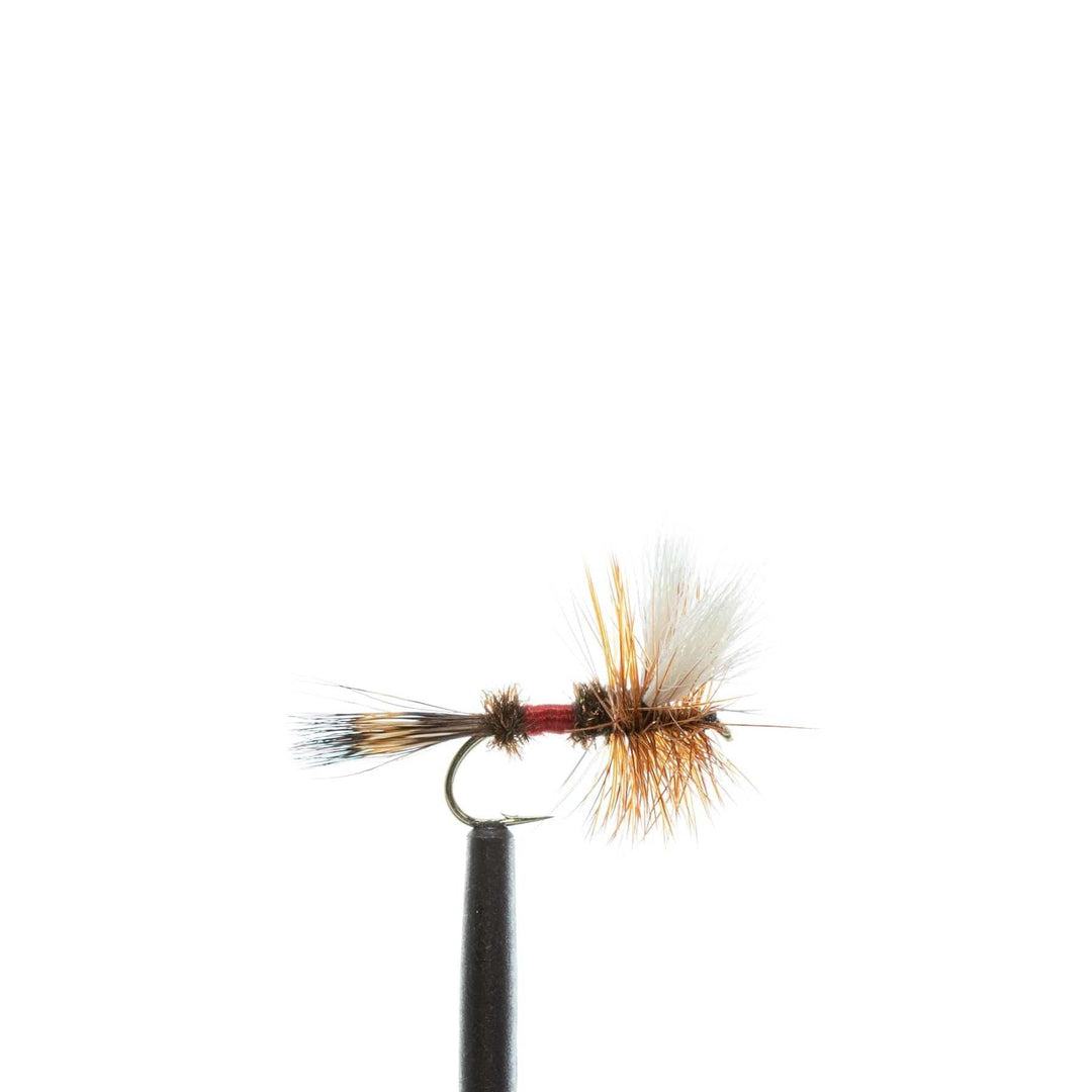 A close-up of the JHFLYCO Loaded Foam Fly Box - Standard Dry Fly Assortment by Jackson Hole Fly Company, featuring a fishing fly with brown and white feathers on a hook—an essential pattern for successful trout fishing against a white background.